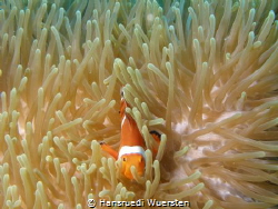 False clown Anemonefish (Clownfish) - Amphiprion ocellaris by Hansruedi Wuersten 